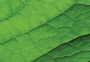 leaf